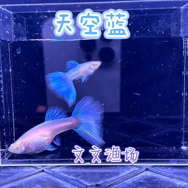 精品天空蓝蓝白孔雀鱼（入缸不包损）需在黑色背景下才能显浅蓝色