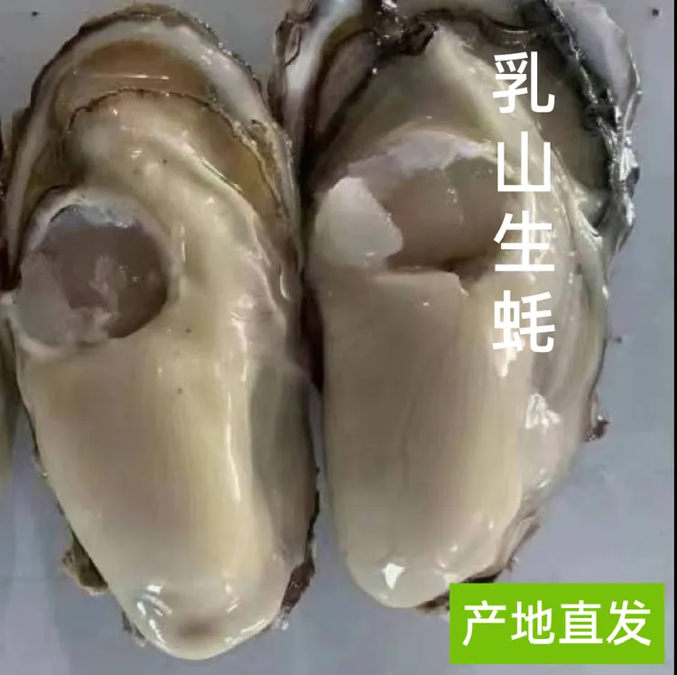 【6-8两】鲜活乳山生蚝牡蛎产地海鲜直发生吃刺身 生蚝 5/10斤一箱