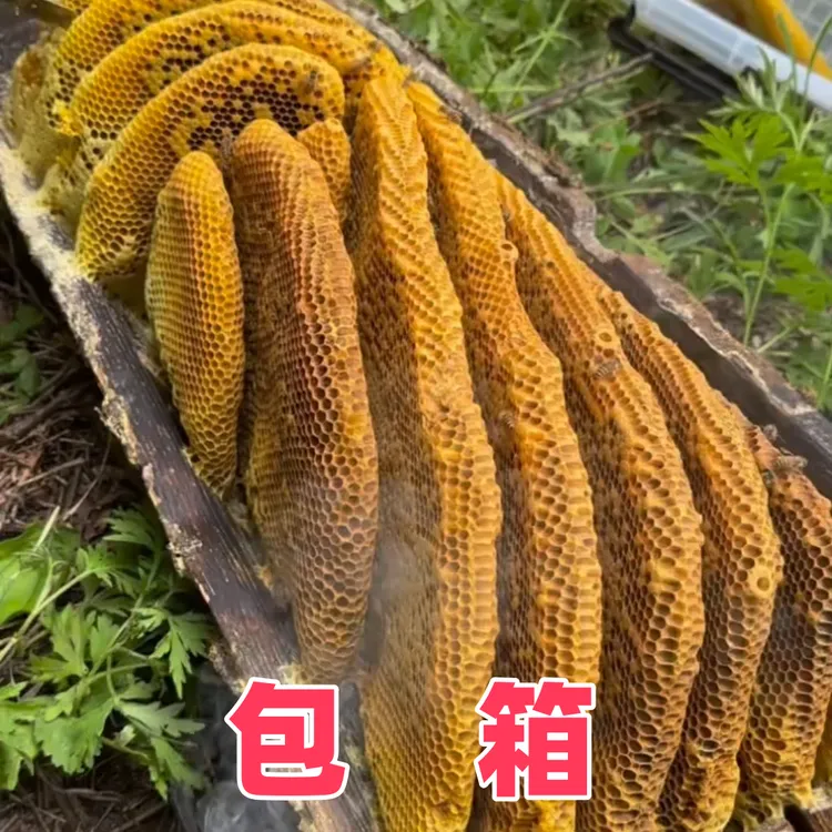 【包箱整块装泡沫箱】野生秦岭蜂巢蜜秦岭中蜂天然蜂巢蜜压榨过滤