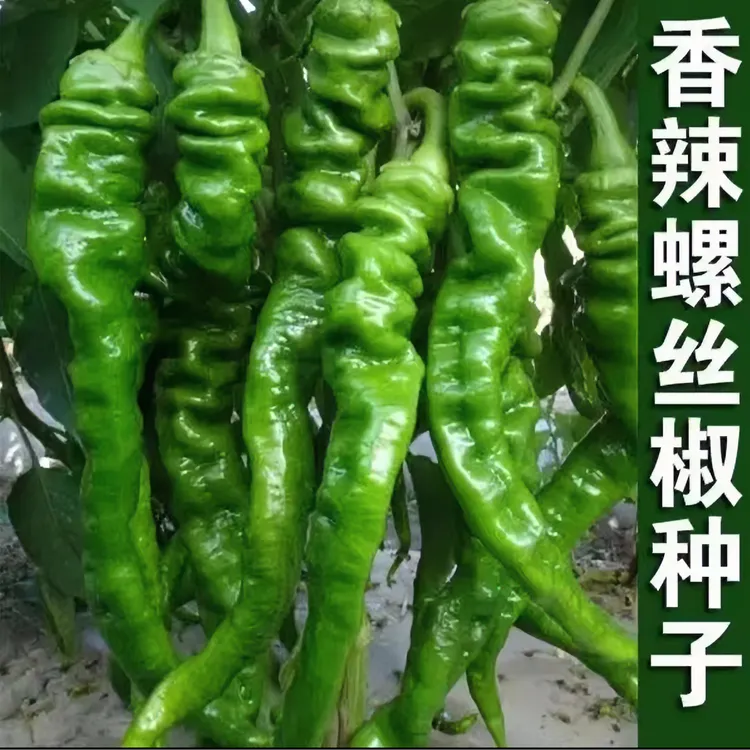 香辣螺丝椒种子早熟辣椒四季食用阳台庭院种植高产抗病使用