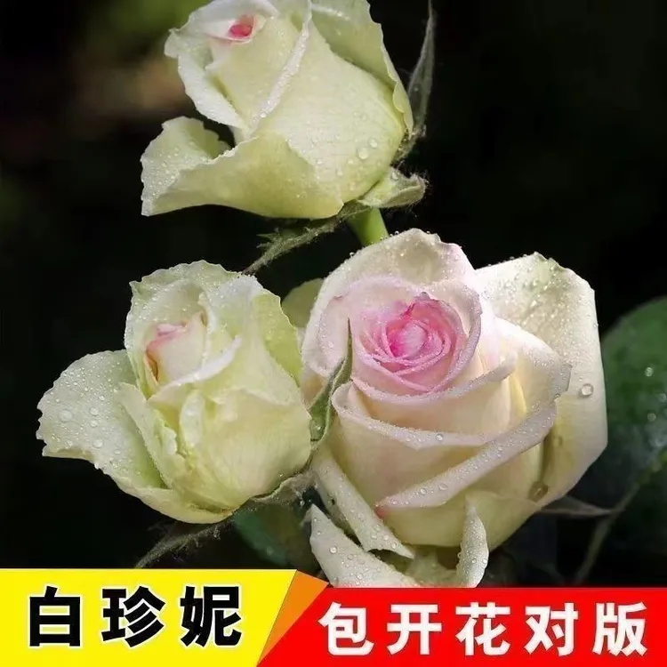 碎冰蓝【四季开花】玫瑰花老桩苗嫁接月季花卉植物盆栽蓝色海洋植好