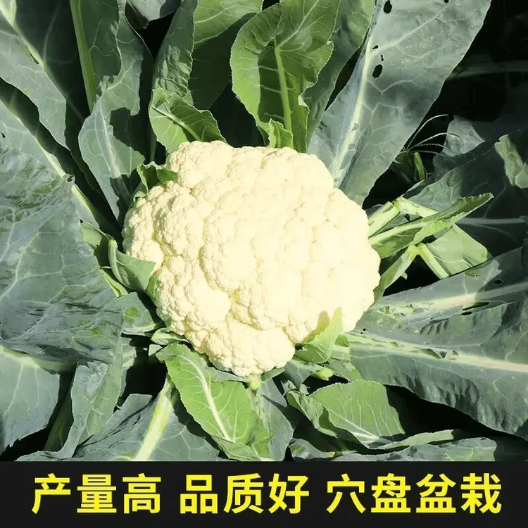 花菜苗带土抗寒菜花苗秧苗白菜花秋季种植秧苗高产盆栽阳台种植