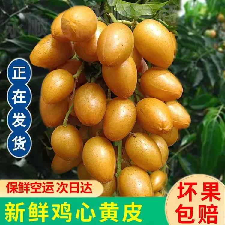 广西农家鸡心黄皮当季现摘孕妇水果酸甜黄皮酱好原材