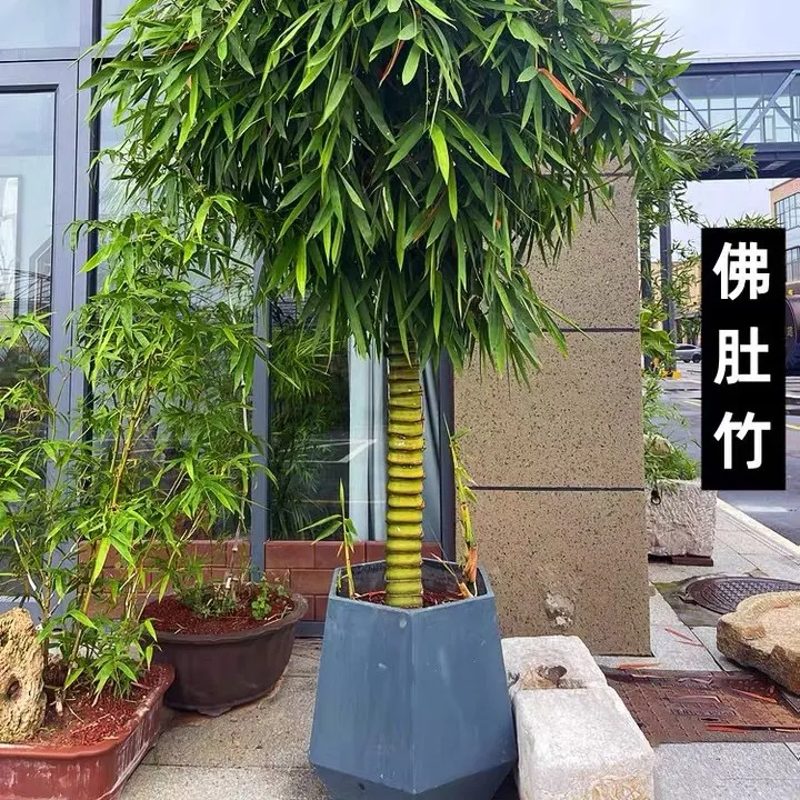 佛肚竹葫芦竹盆栽大型盆景室内室外均可观赏招财摆设的绿植罗汉竹