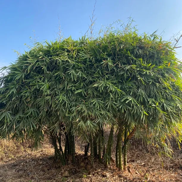 佛肚竹葫芦竹室内外绿植基地现挖裸根（可一物一拍石楠花）