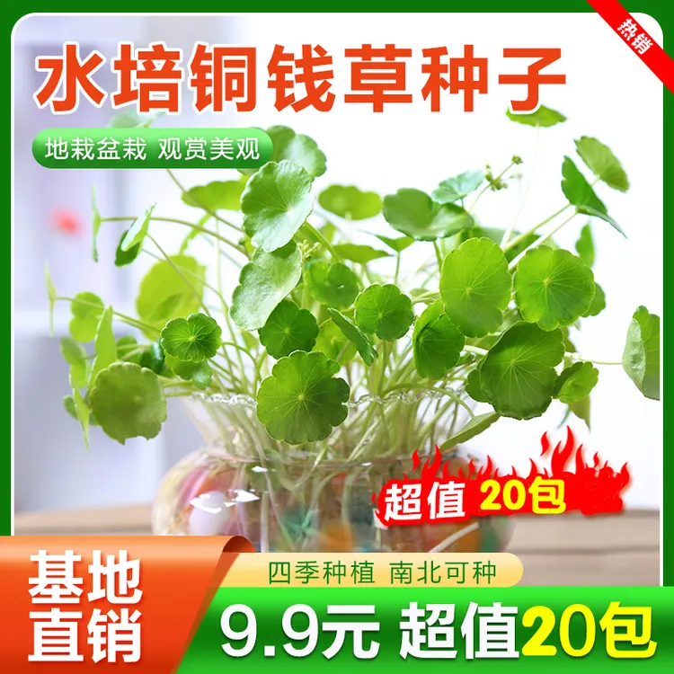 抢！【9.9元20包】水培铜钱草种子大叶水养水培植物花卉盆栽室内常绿