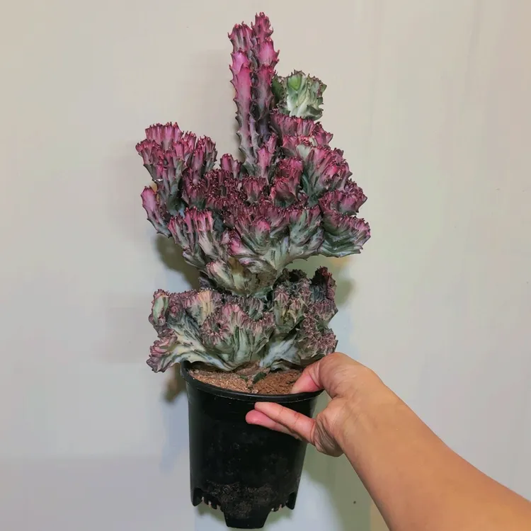 祥瑞麒麟造型桩麒麟鸿运锦室内室外可种植物