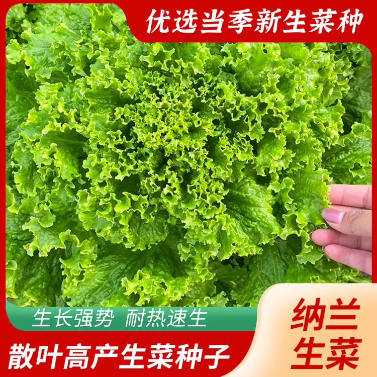 极耐热纳兰散叶生菜种子10克青菜疏菜籽种子抗病耐热耐寒蔬菜种子