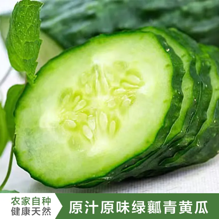 正宗曲堤黄瓜农家种植新鲜采摘顺丰包邮现摘刺带花长青瓜清脆爽口
