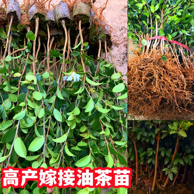 高产嫁接油茶苗茶子油树苗茶油树苗山茶油苗袋苗带土杯苗白花大果
