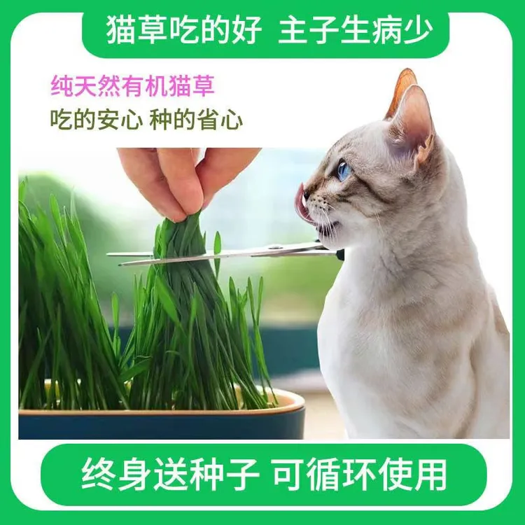 平替好物猫草零食无土水培即食小新鲜牙齿精品营养健康化毛去毛球