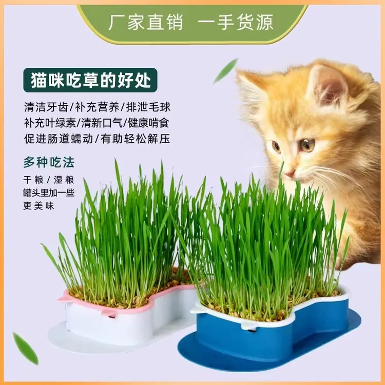 平替好物精选猫草猫咪种子种猫宠物排毛零食盆栽天然新鲜清洁健康