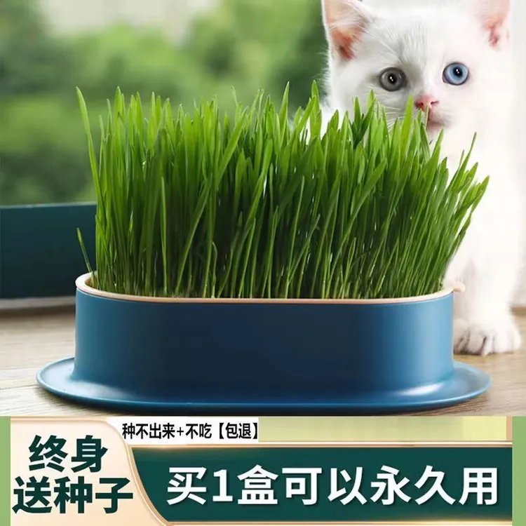 平替好物精选种水培猫新鲜改善清洁排毛猫咪猫草盆栽猫咪排毛产品