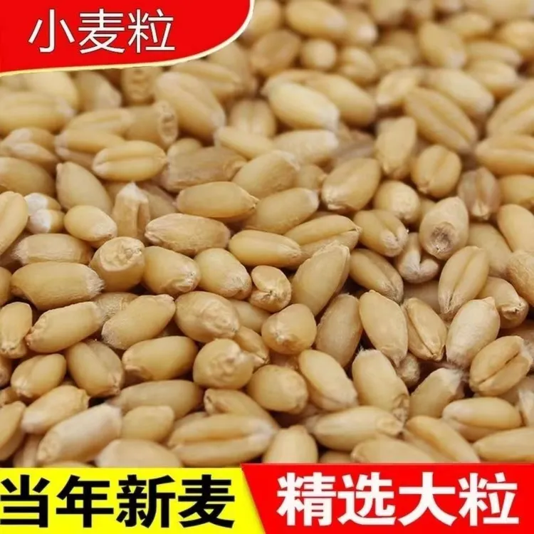 精选优选健康带皮麦子小麦粒新鲜改善吸收发麦芽糖猫草宠物用品