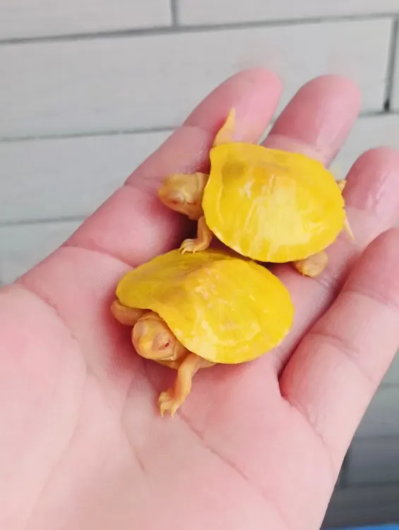 变异巴西白巴观赏龟白巴龟