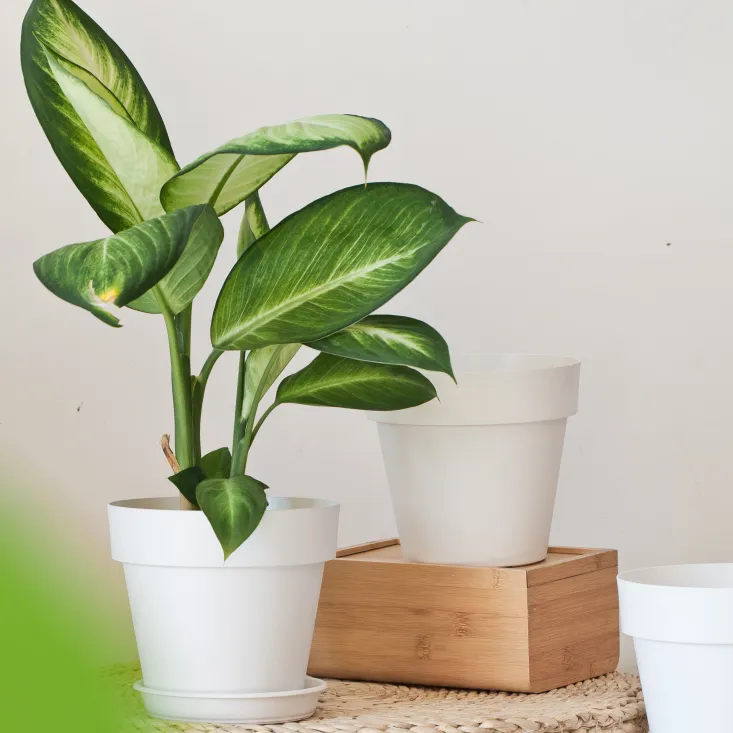 嘉伯瑞霍恩花盆欧式简约精致时尚阳台经典大宽边多肉花盆帝罗马