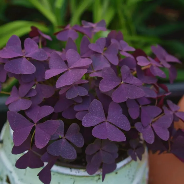紫叶酢浆草四季开花植物阳台盆栽紫花幸运草蝴蝶三叶草红花草种球