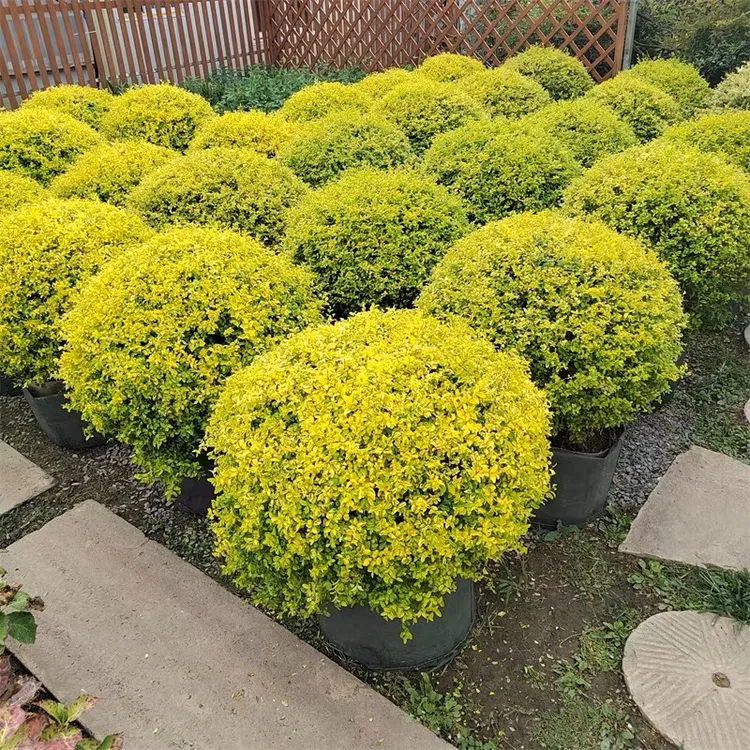 花镜亮晶女贞苗亮晶女贞球耐寒四季常青阳台室外地栽绿篱庭院阳台
