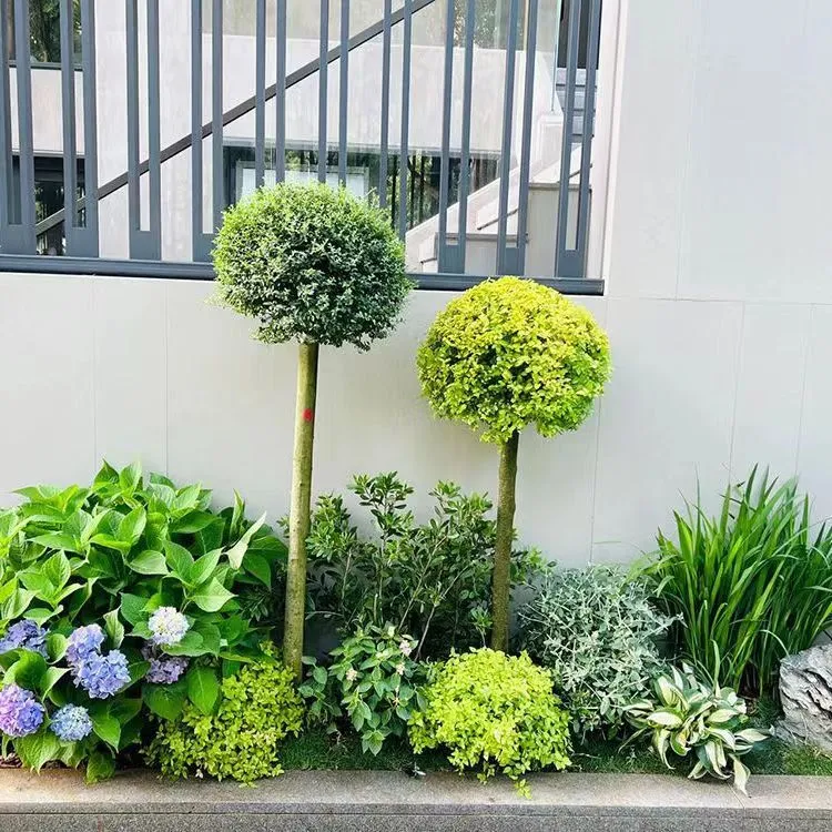 亮晶女贞球形棒棒糖形庭院别墅花镜绿植园林花园植物耐寒四季长青