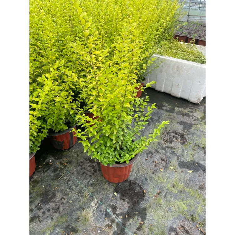 亮晶女贞耐热耐寒四季常青金黄金黄