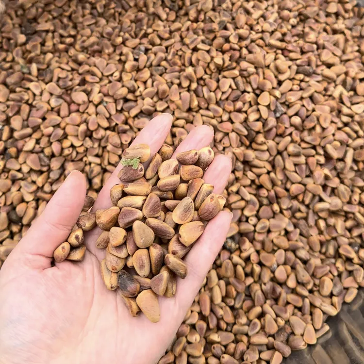 野生生松子2斤2025年新松子自家林场