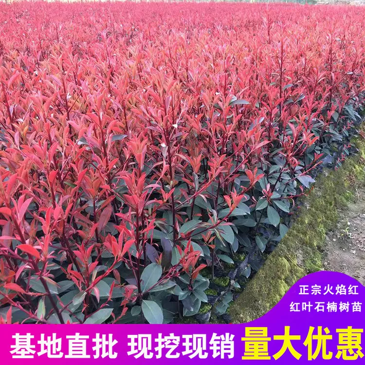 绿化工程红叶石楠树苗球火焰红庭院球形四季小苗篱笆植物色块