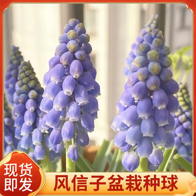 【新店开播 基地直发】进口葡萄风信子新手易养成 盆栽水培植物观