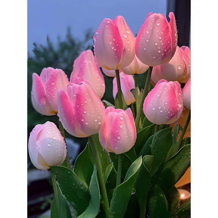 郁金香种球水培土培荷兰进口大球5度球重瓣庭院阳台球根花卉易活