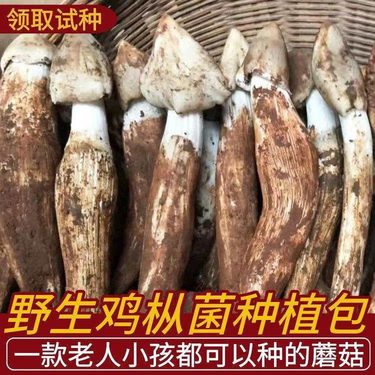 野生鸡枞菌新鲜菌种云南野生菌即食伞把菇室内花盆四季人工种植