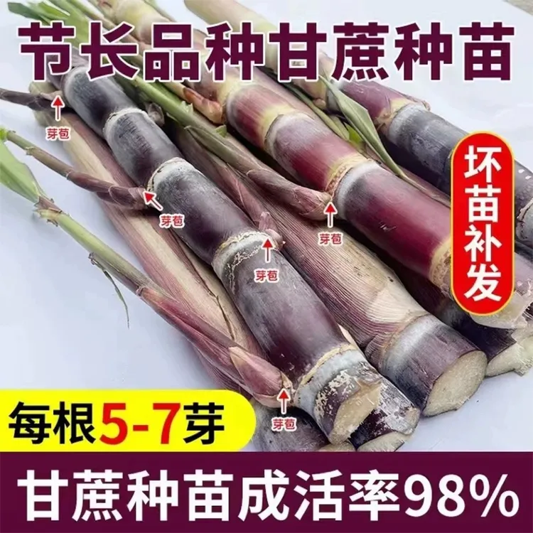 甘蔗种苗正宗多汁广西黑皮甘蔗种易种植黄皮节长超甜南北方甘蔗苗