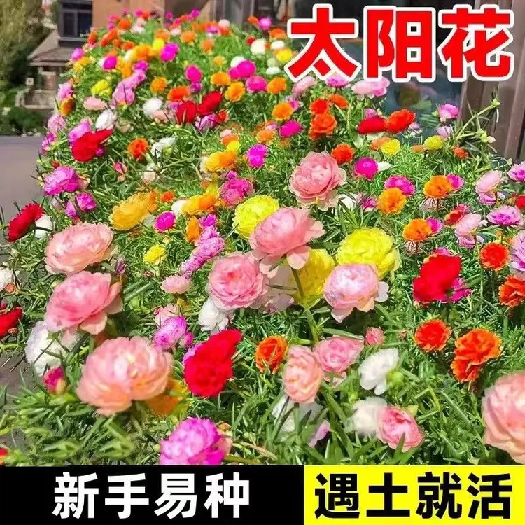 （新疆包邮）重瓣太阳花种子播种盆栽播种子院子绿化阳台盆栽