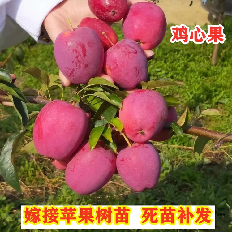 【3年苗 买1送2】嫁接鸡心果东北小苹果苗锦绣海棠苹果树苗盆栽地栽