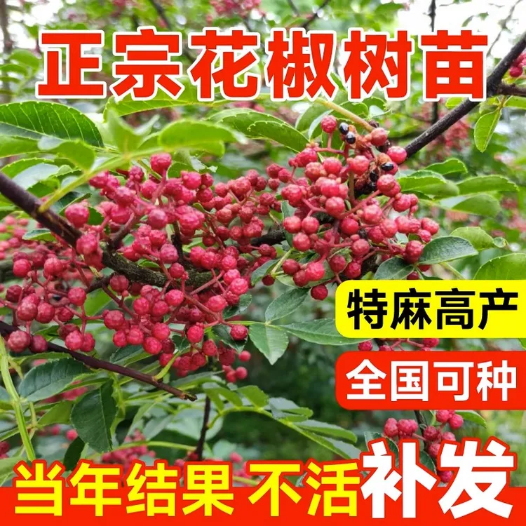 【2年苗 买1送2】花椒苗树四川大红袍盆栽庭院四季种植青花椒苗