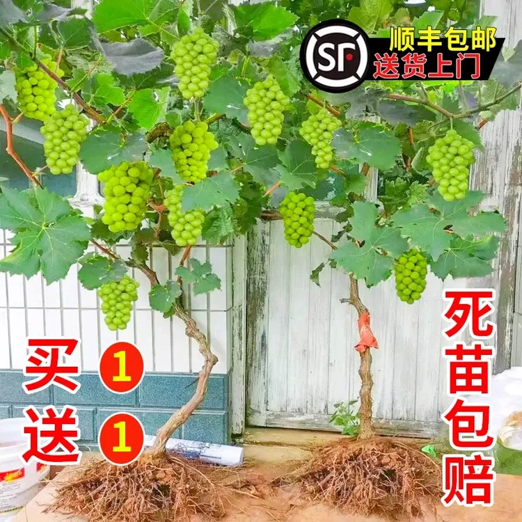 阳光玫瑰葡萄树苗老桩果树果苗晴王巨峰无籽提子藤苗南方种植盆栽
