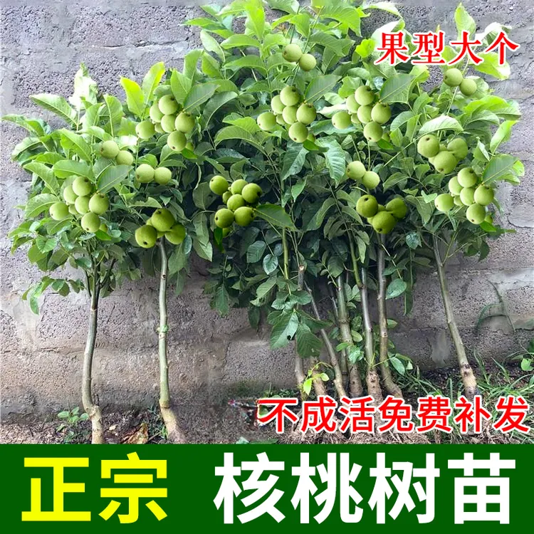 【2-3年苗买1送1】核桃苗8518嫁接苗特大薄皮核桃树苗南北方种植