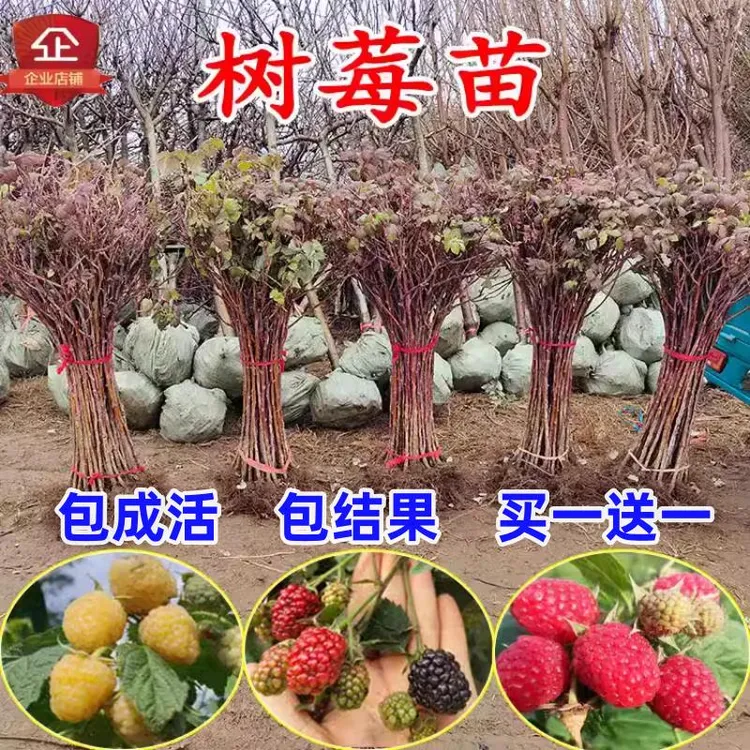 树莓特大树莓苗覆盆子苗黄红树莓苗南方北方盆栽地栽种植当年结果