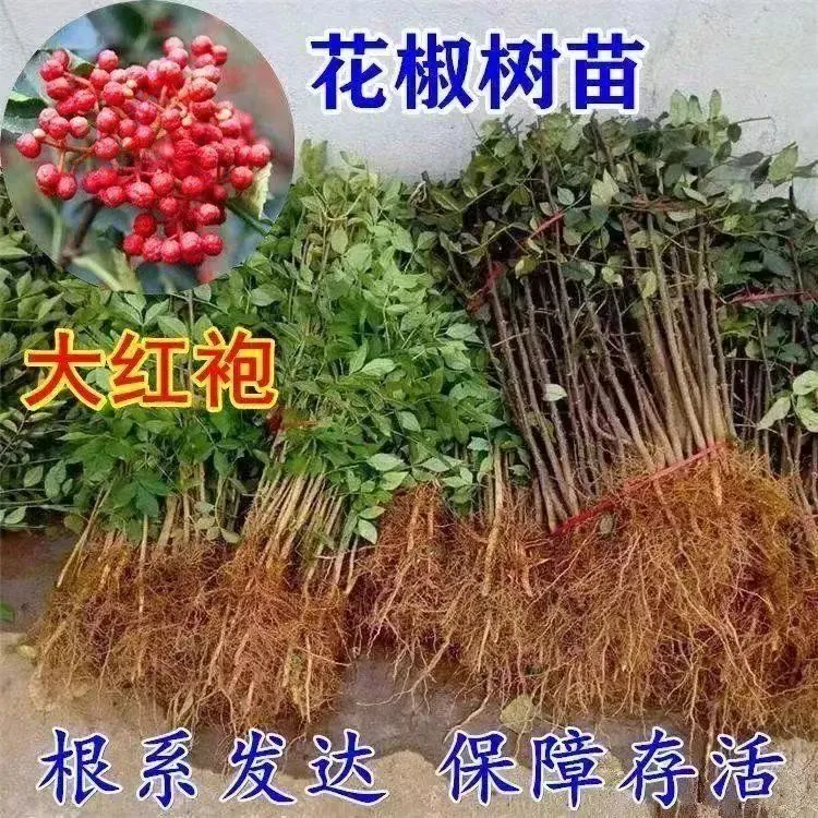 大红袍花椒树苗食用盆栽地栽南北种植麻椒青花椒苗 【3年苗买1送1】