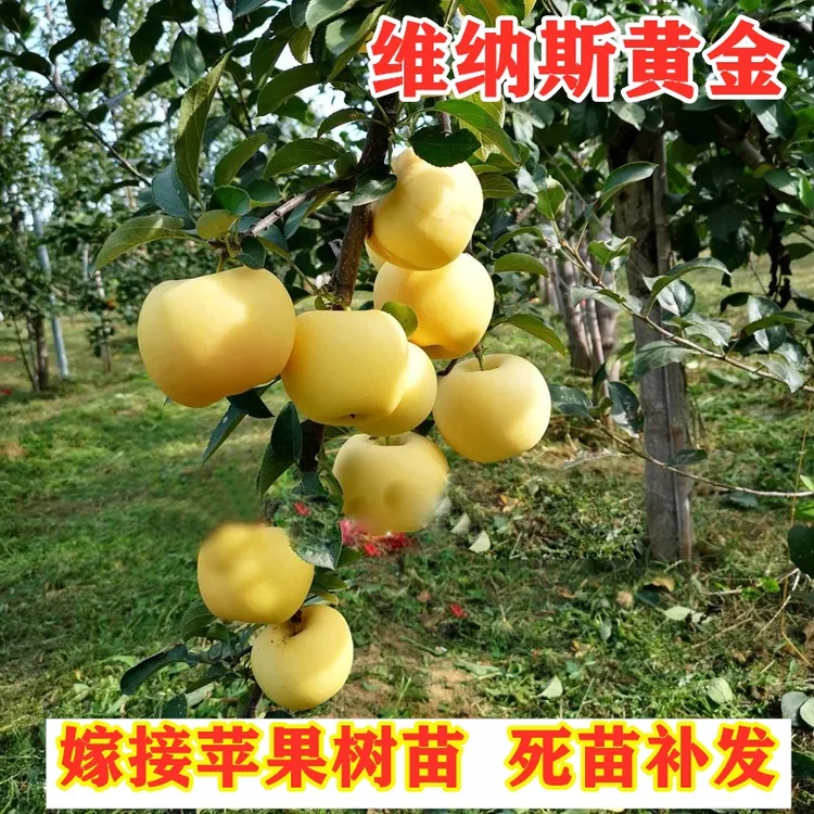 嫁接维纳斯黄金苹果树苗晚熟黄肉苹果苗南北方盆栽地栽当年结果