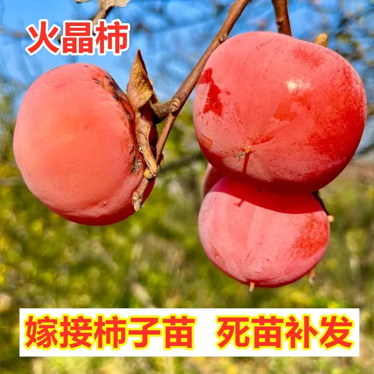 3年苗【买1送2】火晶柿子树苗南方北方种植嫁接火罐柿子苗盆栽地栽