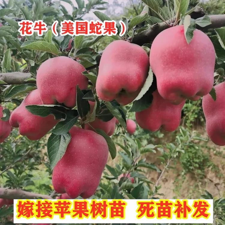 花牛苹果树苗嫁接特大美国蛇果南方北方种植果树盆栽地栽【买1送2】