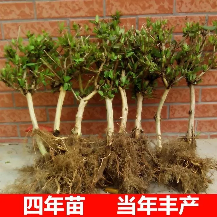 金银花树苗盆栽红金银花可食用爬藤植物庭院好养花卉绿植当年爆花