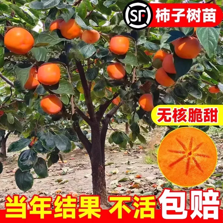 【2-3年苗买1送2】柿子树苗嫁接脆甜柿子树苗盆栽地栽南北方种植
