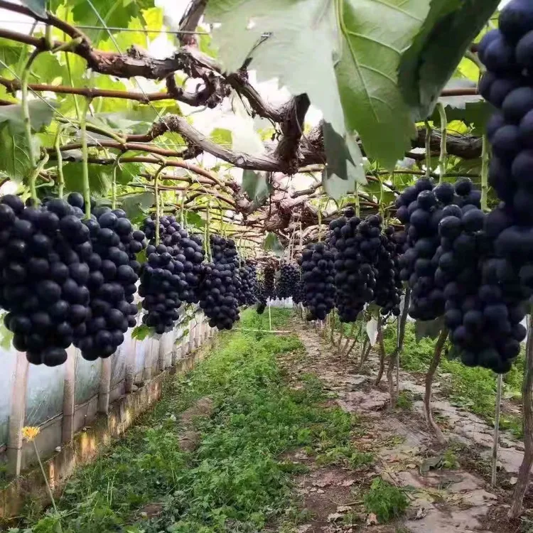 【2年苗买1送2】巨峰葡萄苗阳光玫瑰蓝宝石葡萄树苗南北方盆栽地栽