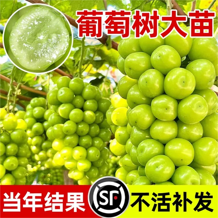 阳光玫瑰葡萄树苗南北方种植庭院耐寒果树巨峰无籽葡萄树当年结果