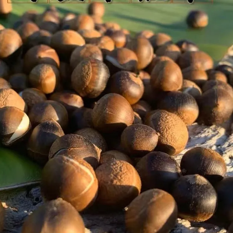 小锥栗新鲜米锥栗板栗勾子圆子刺锥带壳板栗山货坚果1斤包邮