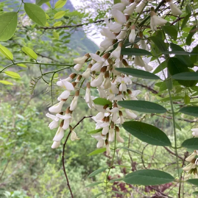 太行深山野生槐花现摘新鲜