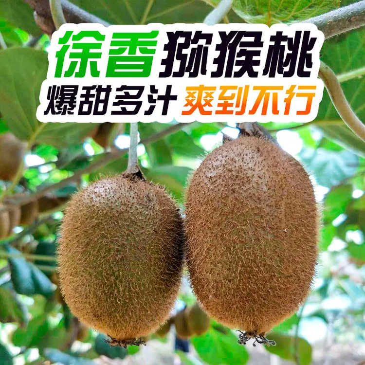 喜沃达正宗陕西眉县徐经典成熟爆甜香猕猴桃营养