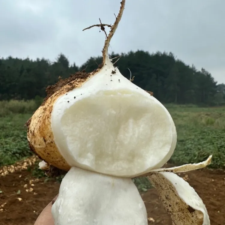 5斤现挖凉薯新鲜白地瓜地萝卜贵州特产蔬菜水果沙葛土瓜