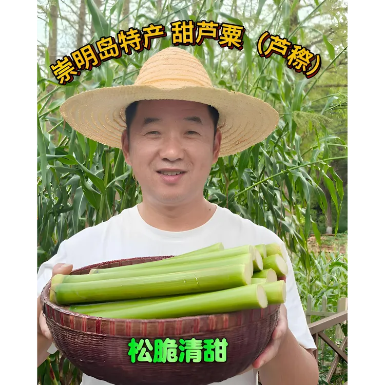 京东到家崇明岛特产甜芦粟（芦穄；甜杆）5斤/3斤装松脆清甜现砍发货