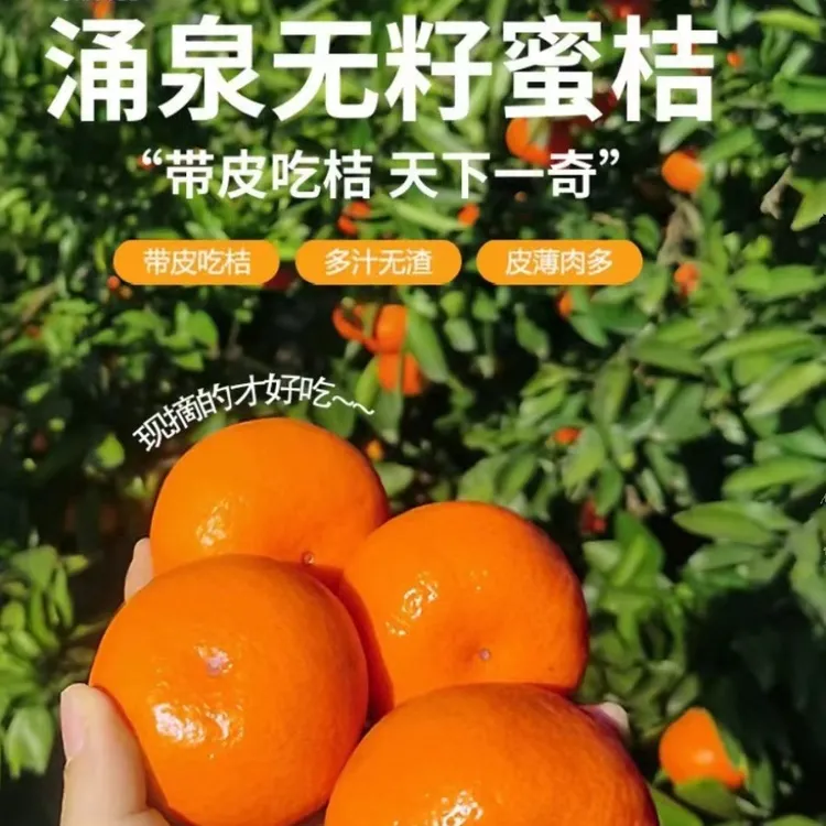 正宗临海高山涌泉蜜桔新鲜现摘当季水果橘皮薄汁水足无籽孕妇